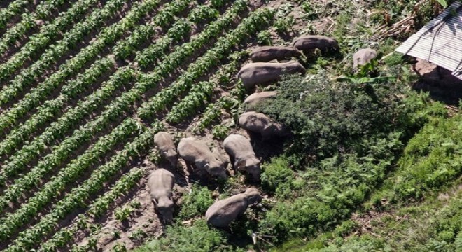 15 yabani Asya fil, 4 aylık seyahatlerini bitirip evlerine döndü