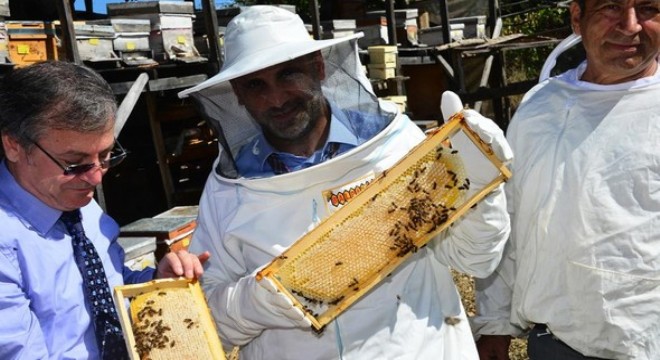 4 bin arı kovanı dağıtılacak