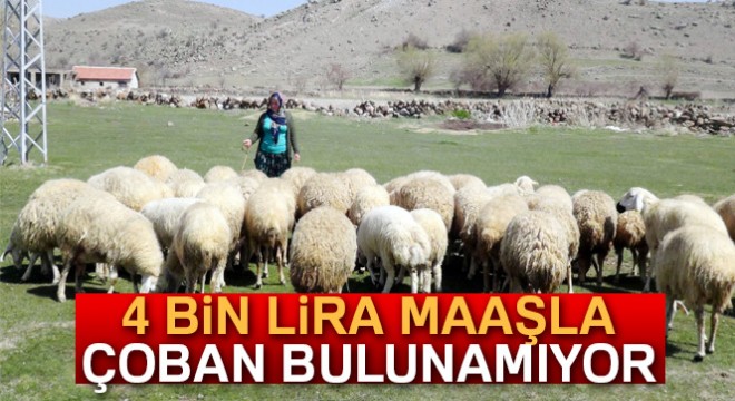 4 bin lira maaşla çoban bulunamıyor