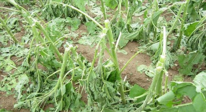 535 bin dönüm tarım arazisi zarar gördü