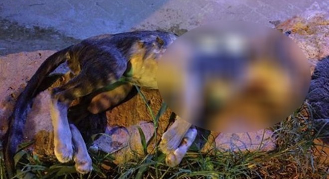 Antalya da kan donduran olay: Kediyi önce suda boğdular, sonra bıçakladılar