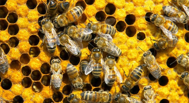 Arıları koruyan Propolis şimdi de insanları koruyacak 