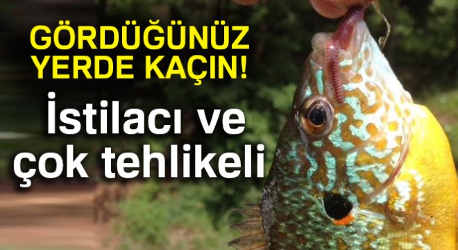 Bursa’da gölette yakalanan balık şaşırttı