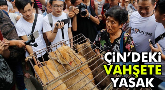 Çin de  Yulin Köpek Eti Festivali  yasaklandı