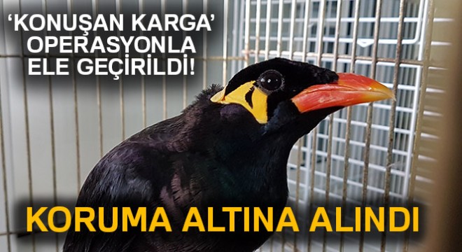 Konuşan karga  koruma altında