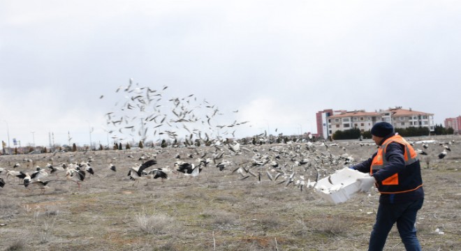 Konya Büyükşehir Belediyesi, şehir merkezine inen leyleklere kucak açtı