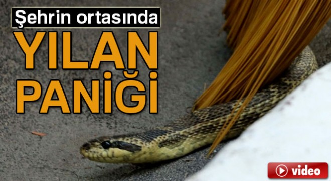Manisa’da şehrin ortasında yılan paniği