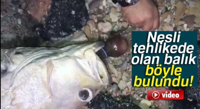 Nesli tehlikede olan balık  pet şişe  kurbanı oldu