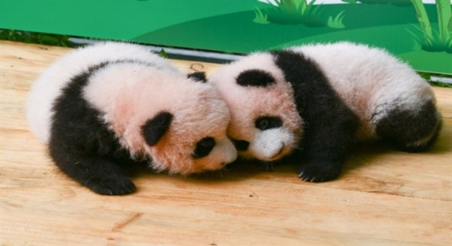 Pandalar, “Uluslararası Panda Günü”nü şirinlik yaparak kutluyor