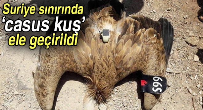Suriye sınırında ’casus kuş’ ele geçirildi