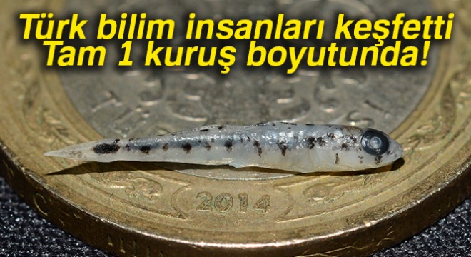 Türk bilim insanları keşfetti: 1 kuruş boyutunda balık