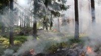 Bodrum'daki orman yangını kontrol altına alındı