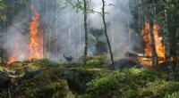 Muğla’da orman yangını