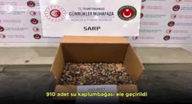 Sarp Gümrük Kapısı nda 910 Kaçak Su Kaplumbağası Yakalandı