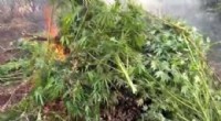 Diyarbakır’da 70 ton esrar operasyonu