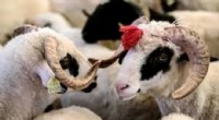 Kurban Bayramı Tatili 9 Güne Çıkarıldı