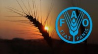 Türkiye, 2025-2028 FAO Konsey Üyeliğine Seçildi